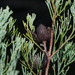 Coastal Cypress Pine - Photo (c) Reiner Richter, some rights reserved (CC BY-NC-SA), uploaded by Reiner Richter