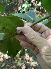 Cryptocarya hypospodia