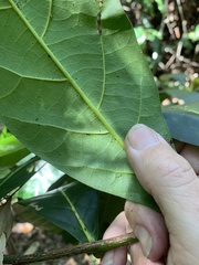 Cryptocarya hypospodia