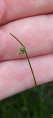 Isolepis setacea