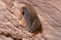 Finlayson's Cave Bat photo 3