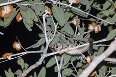 Petaurus breviceps ariel