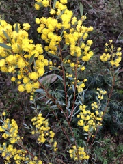 Acacia buxifolia