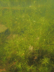 Helosciadium inundatum
