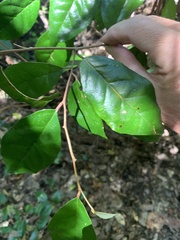 Elaeagnus triflora