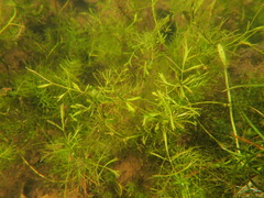 Helosciadium inundatum