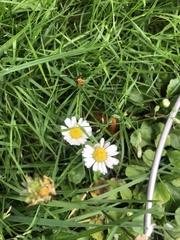 Bellis perennis
