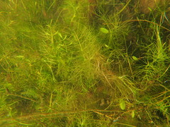 Helosciadium inundatum