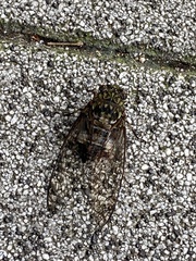 Hyalessa maculaticollis