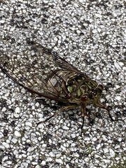 Hyalessa maculaticollis