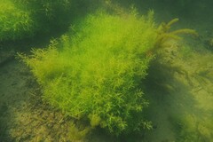 Callitriche hamulata