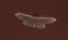 Philereme transversata