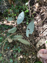 Elaeagnus triflora