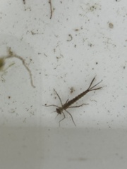 Erythromma najas