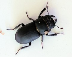 Dorcus parallelipipedus