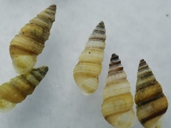 Scaliolidae