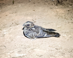Caprimulgus poliocephalus guttifer