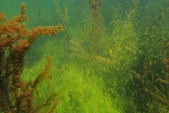 Callitriche hamulata