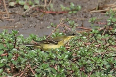 Motacilla tschutschensis