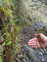 Elymus formosanus