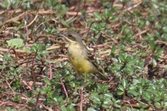 Motacilla tschutschensis