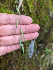 Elymus formosanus