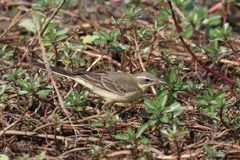 Motacilla tschutschensis