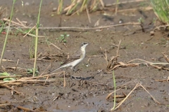 Motacilla tschutschensis