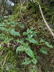 Persicaria pilushanensis