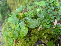 Persicaria pilushanensis