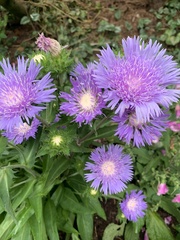 Stokesia