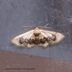 Idaea macrospila