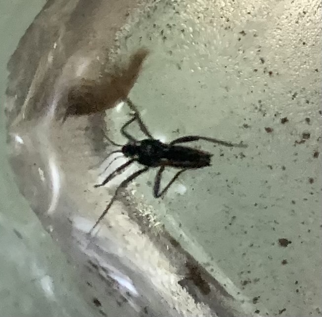 Water Crickets from Sjælland, Vedbæk, Region Hovedstaden, DK on August