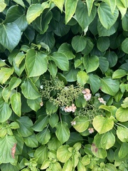 Hydrangea petiolaris