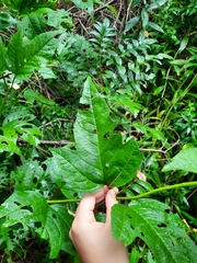 Viburnum trilobum image