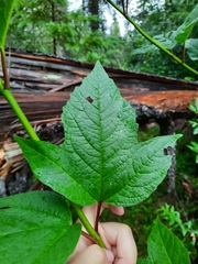 Viburnum trilobum image