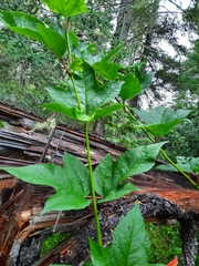 Viburnum trilobum image