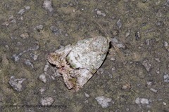 Blenina quinaria