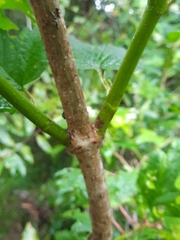 Viburnum trilobum image