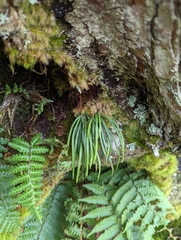 Haplopteris mediosora