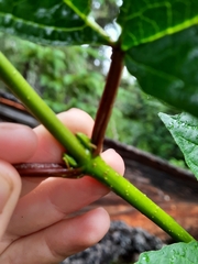 Viburnum trilobum image
