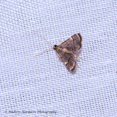 Cangetta hartoghialis