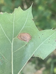 Polystepha quercifolia