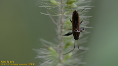 Pachygrontha antennata