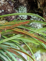 Haplopteris mediosora