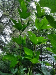 Viburnum trilobum image