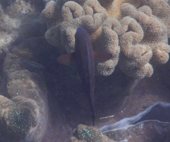 Neoglyphidodon melas