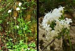 Valeriana asarifolia