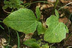 Valeriana asarifolia