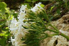 Valeriana asarifolia